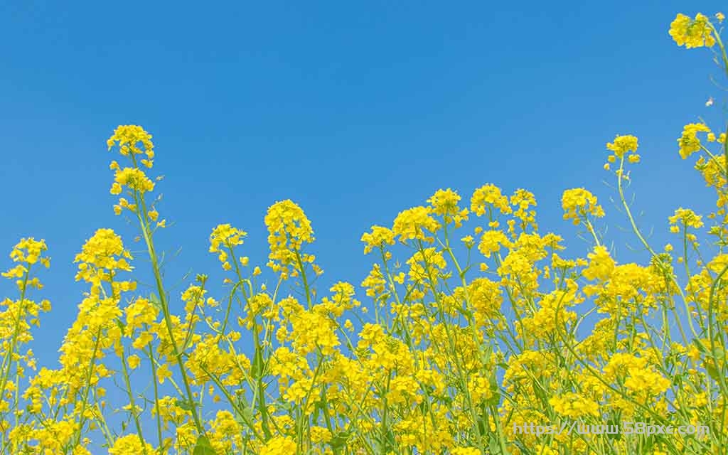 刘拥军：油菜花开